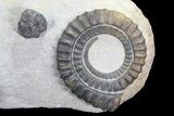 Pair of Devonian Anetoceras Ammonoids - Morocco #68775-1